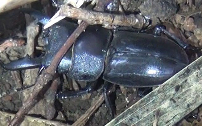 昼間に活動する ヒラタクワガタ♂_東京多摩地区・断末魔のオアシス_2024年8月27日昼